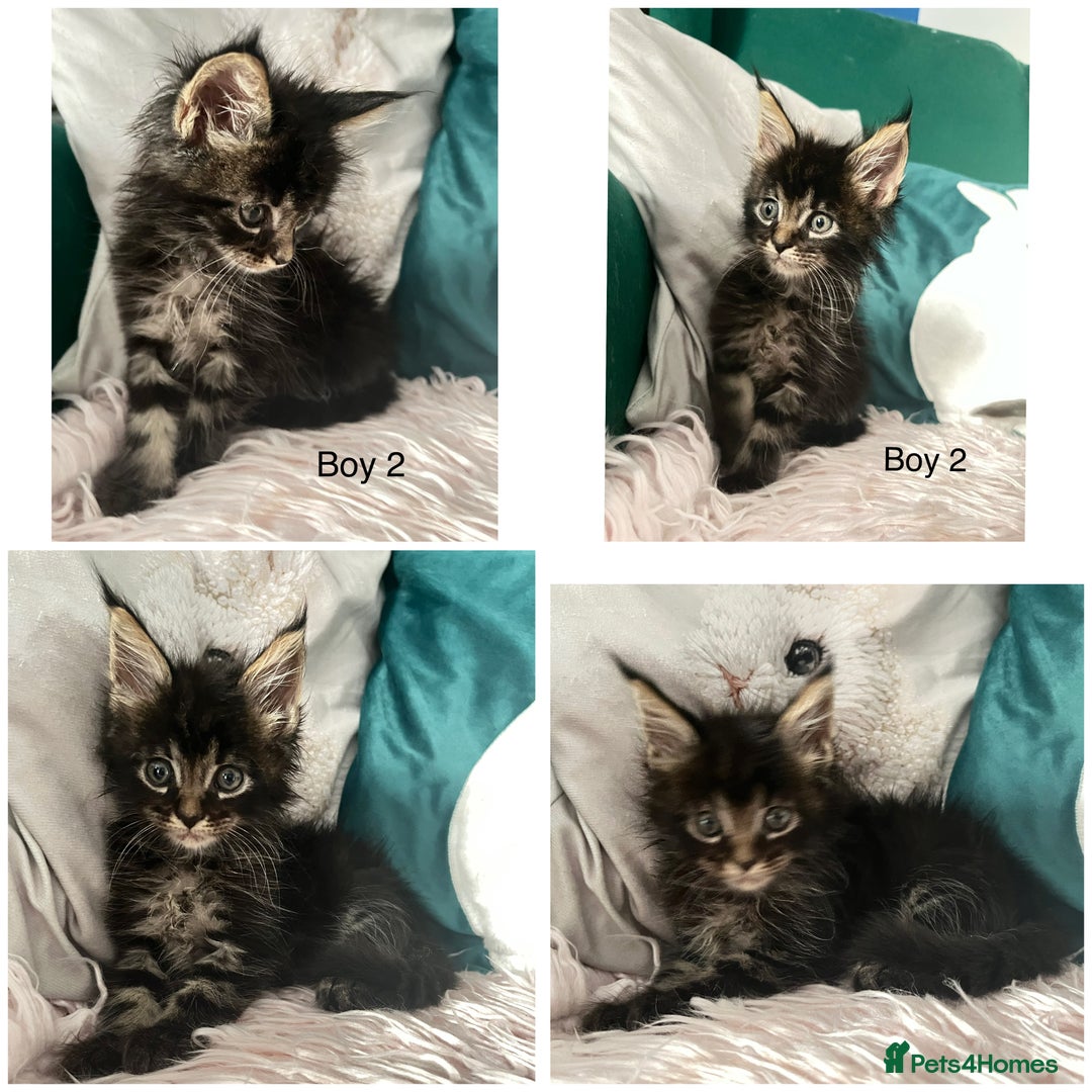 Maine Coon cats for sale: XXL Maine Coon kittens 🔥rare Black Smoke  - Image 32