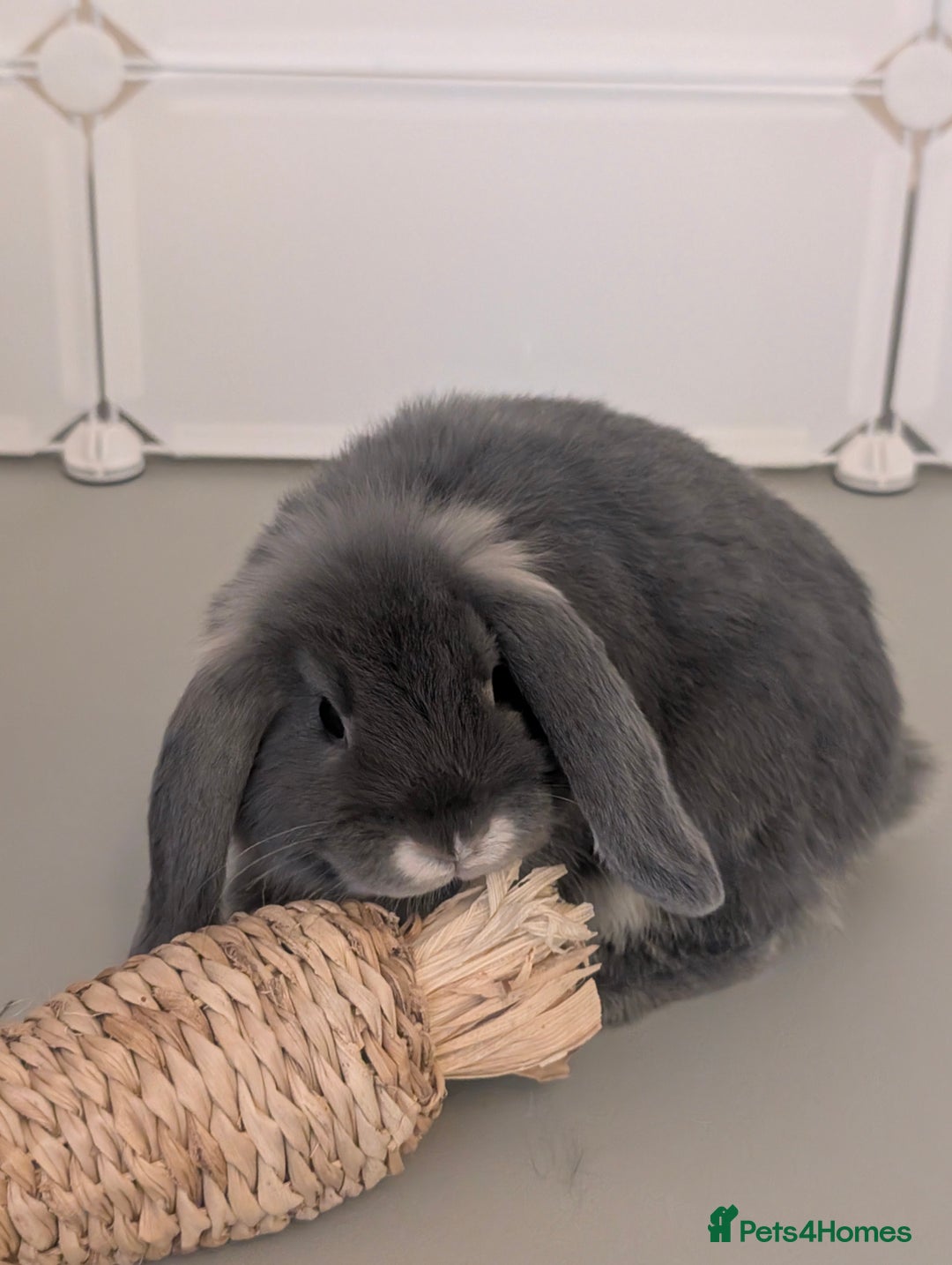 Mini Lop rabbits for sale: Mini loop - Advert 1