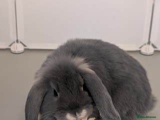 Mini Lop rabbits Mini loop - Advert 8