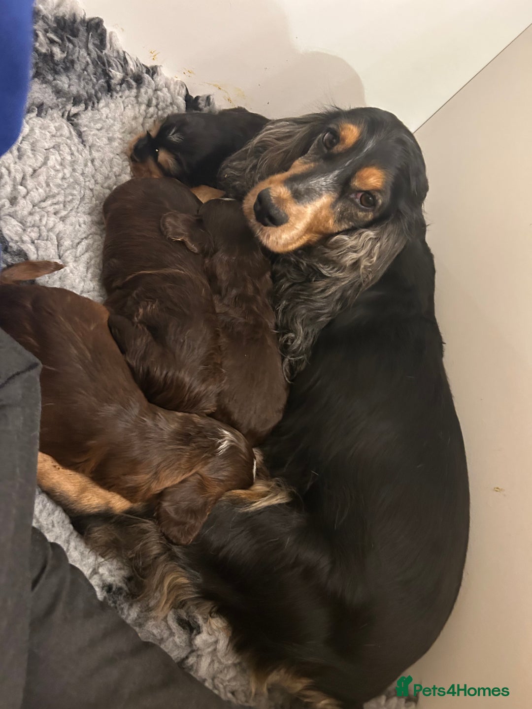 Cocker Spaniel dogs for sale: ⭐ Sable Show Cocker Spaniels ⭐  - Advert 1