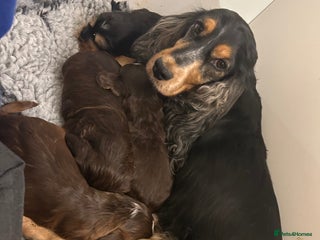 Cocker Spaniel dogs ⭐ Sable Show Cocker Spaniels ⭐ - Advert 1