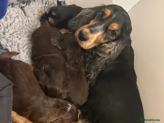 Cocker Spaniel dogs ⭐ Show Cocker Spaniels ⭐ - Advert 5