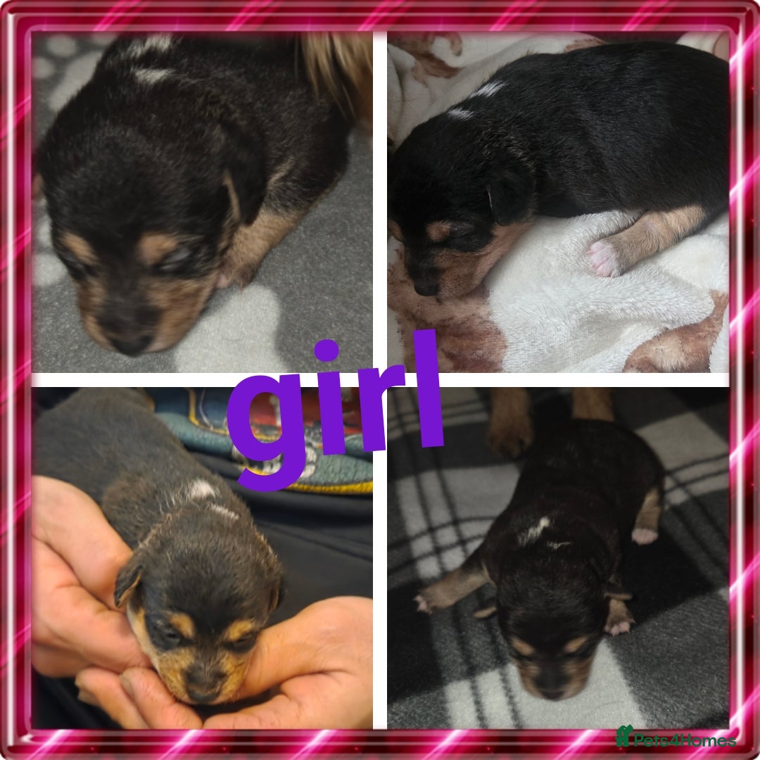 Mixed Breed dogs Border jack pups - Advert 1