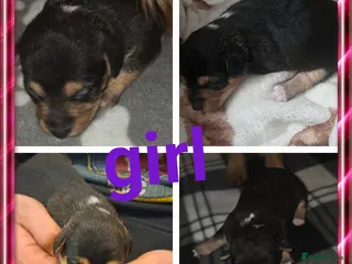 Mixed Breed dogs Border jack pups - Advert 1