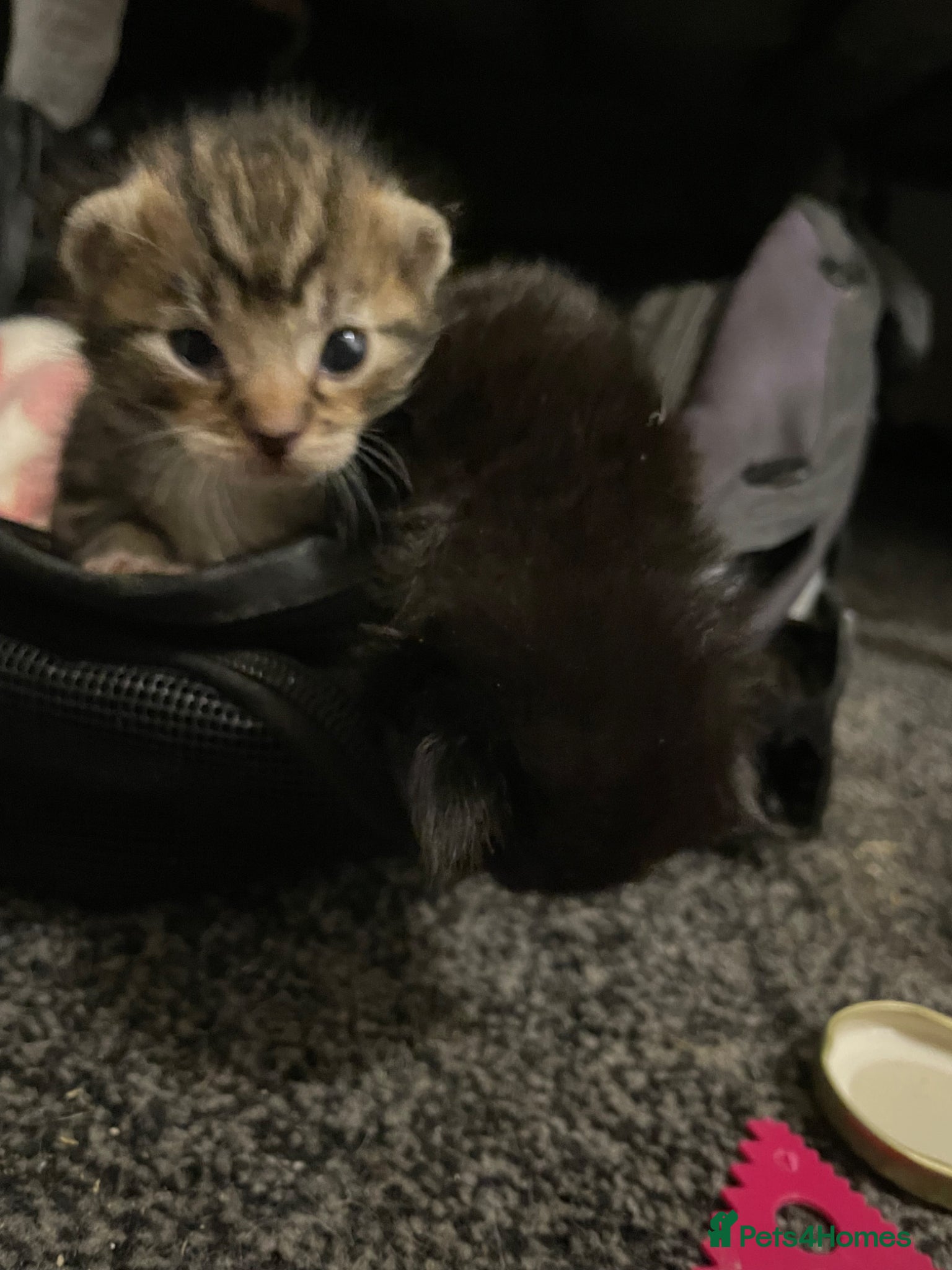 Mixed Breed cats 3 kittens left message if interested  - Advert 16