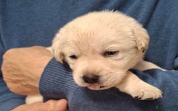 Labrador Retriever dogs for sale: Quality, Show Bred, Yellow Puppies - Image 8