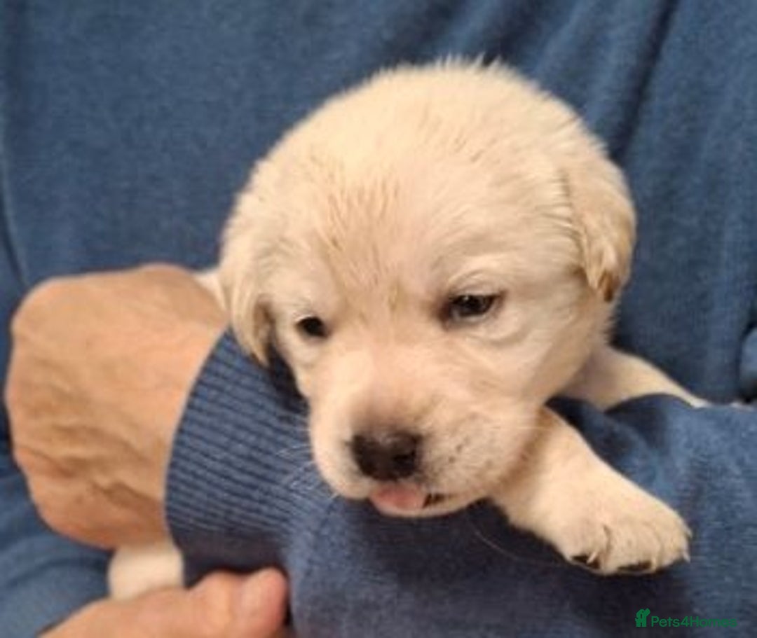 Labrador Retriever dogs for sale: Quality, Show Bred, Yellow Puppies - Image 8