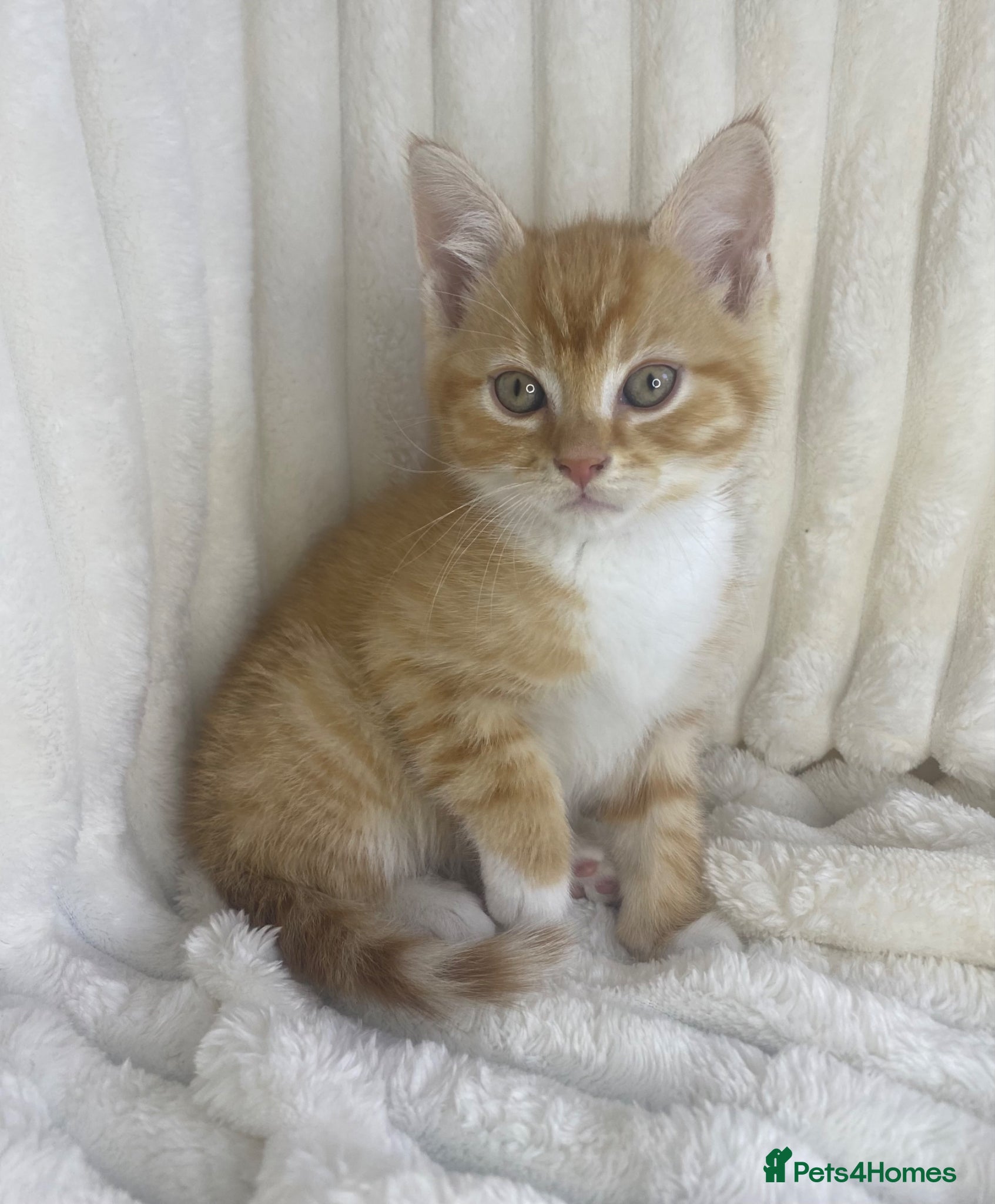 Mixed Breed cats Fluffy ginger kitten  - Advert 3