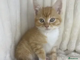 Mixed Breed cats Fluffy ginger kitten - Advert 3