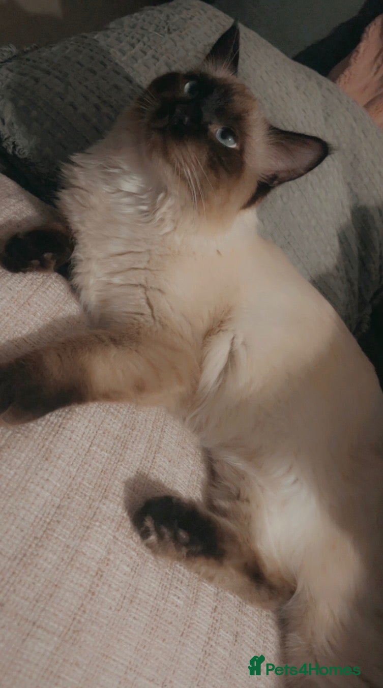 Ragdoll cats Beautiful ragdoll babies ❤️ - Advert 13