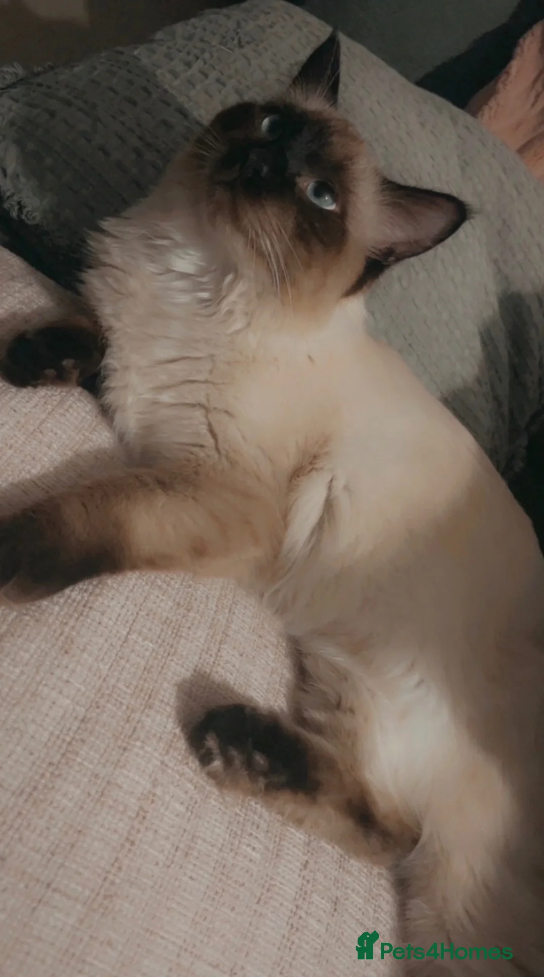 Ragdoll cats for sale: Beautiful ragdoll babies ❤️ - Advert 1