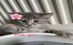 Siberian cats for sale: Siberian girl kittens ready for new home now - Image 24