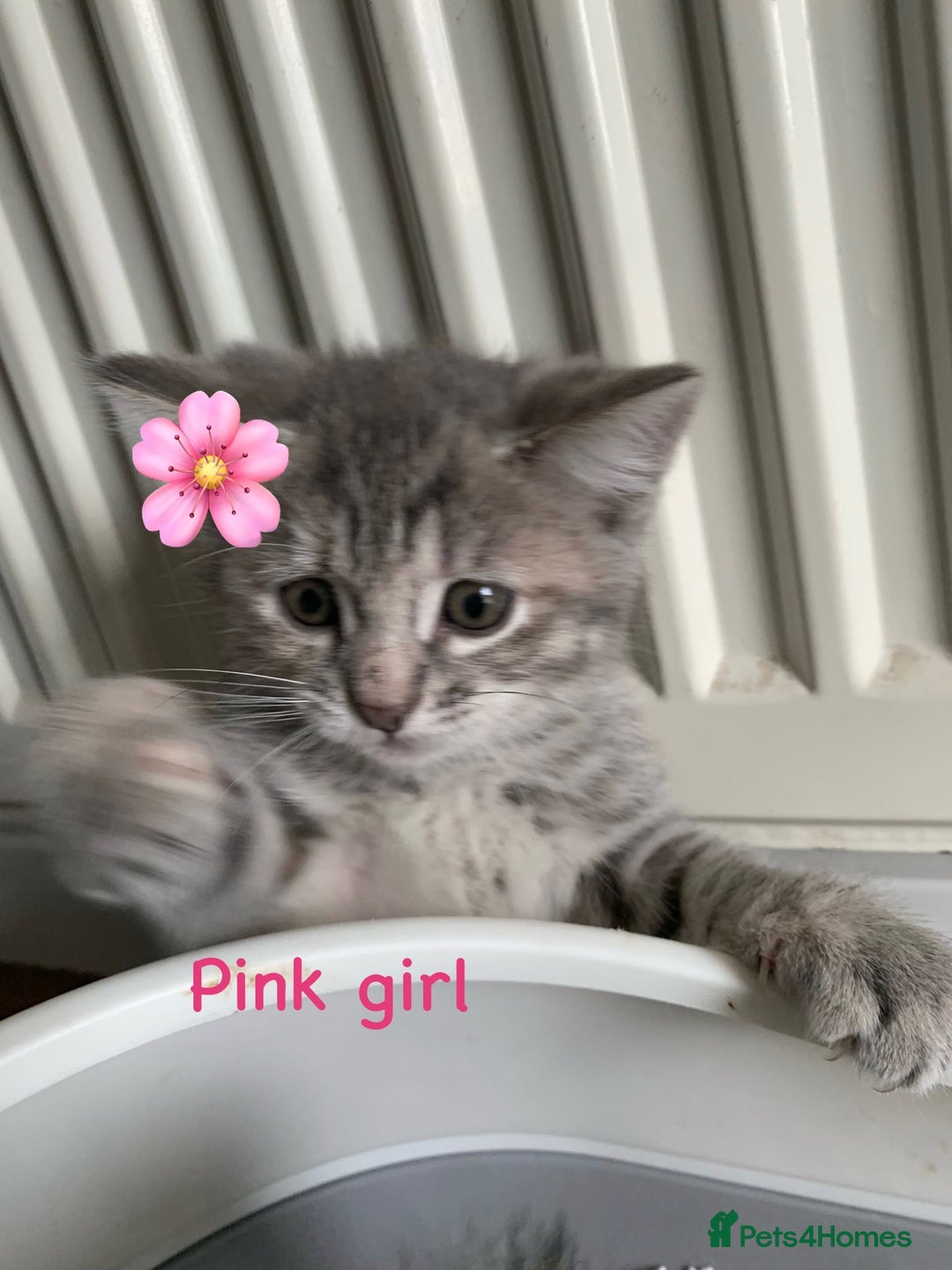 Siberian cats for sale: Siberian girl kittens ready for new home now - Image 24