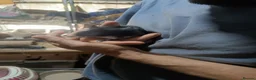 Degus rodents for sale: Pair of degu sisters - Advert 1