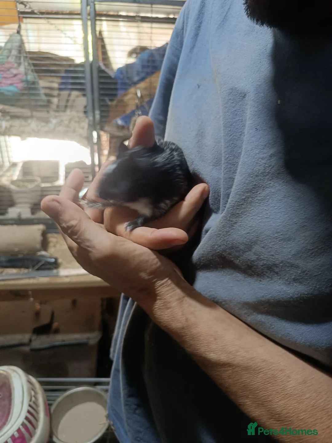 Degus rodents for sale: Pair of degu sisters - Advert 1