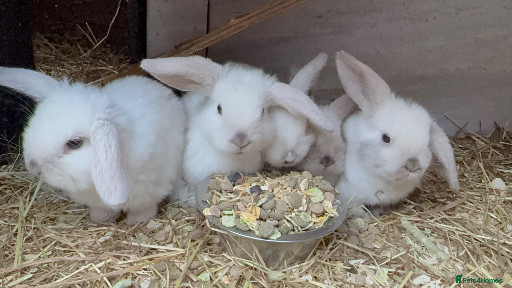 Mini Lop rabbits Magpie mini lops  - Advert 1