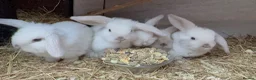 Mini Lop rabbits for sale: Magpie mini lops  - Advert 1