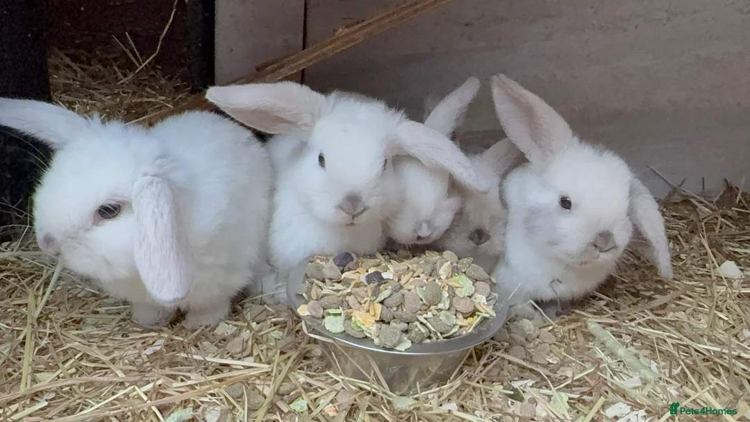 Mini Lop rabbits for sale: Magpie mini lops  - Advert 1