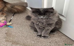Maine Coon cats for sale: Stunning Maine Coon Kittens (Tica Registered)  in Colchester - Image 21