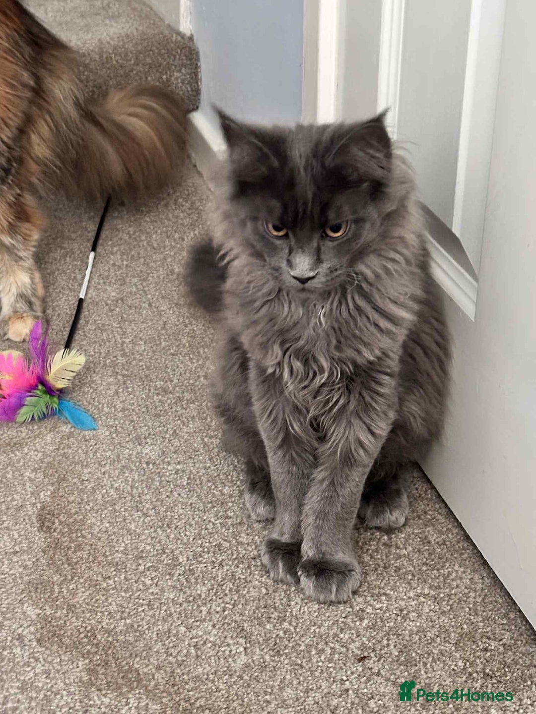 Maine Coon cats for sale: Stunning Maine Coon Kittens (Tica Registered)  in Colchester - Image 21