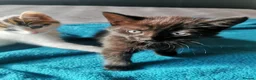Mixed Breed cats for sale: 5 Beautiful Kittens need loving home - Advert 19