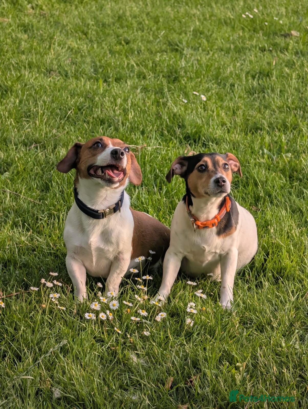 Jack Russell dogs Two jack russell boys - Advert 1
