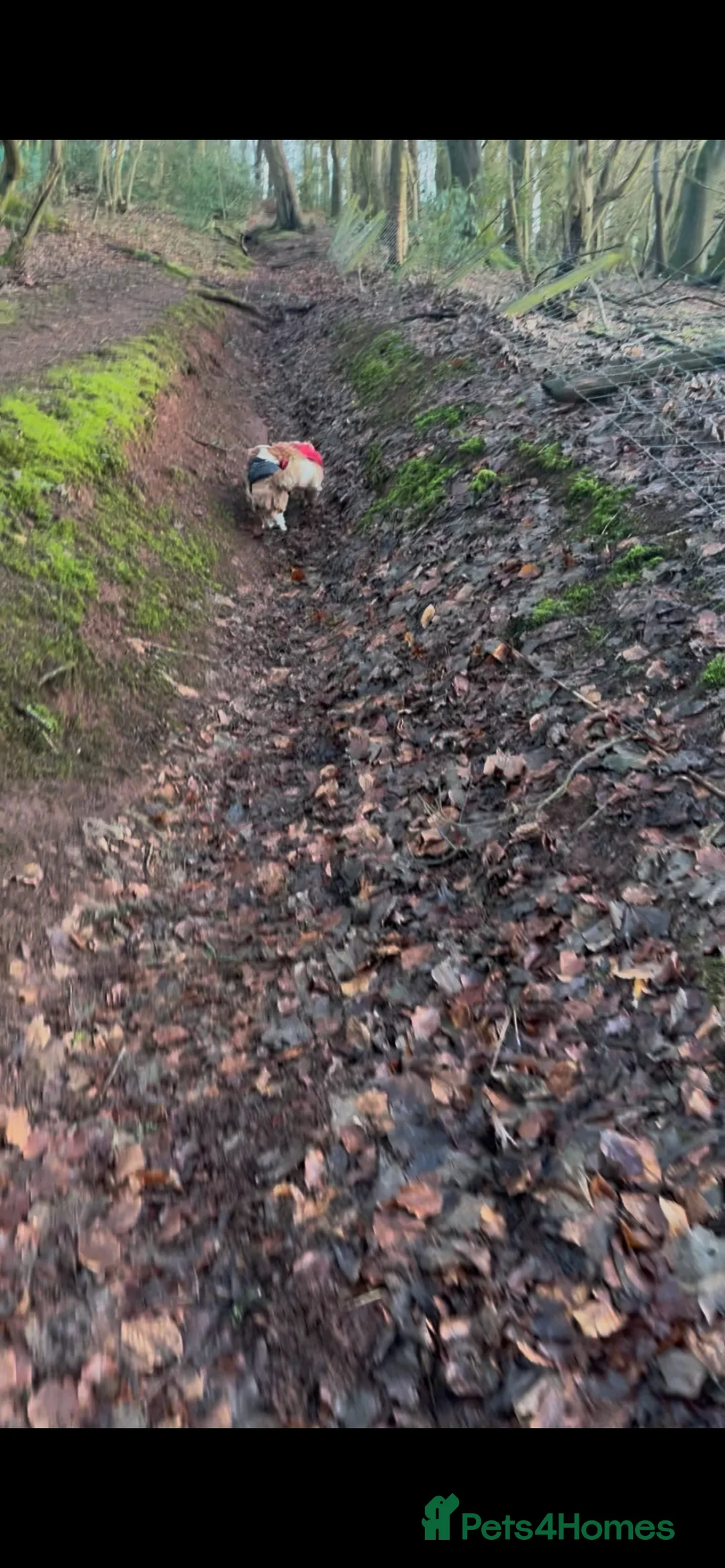 Cavalier King Charles Spaniel dogs for sale: 3 adult cavaliers (speyed)1 boy 2 girls  - Advert 23