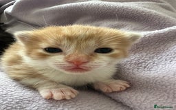 Domestic Shorthair cats for sale: 8 Beautiful kittens with stunning markings  - Image 11