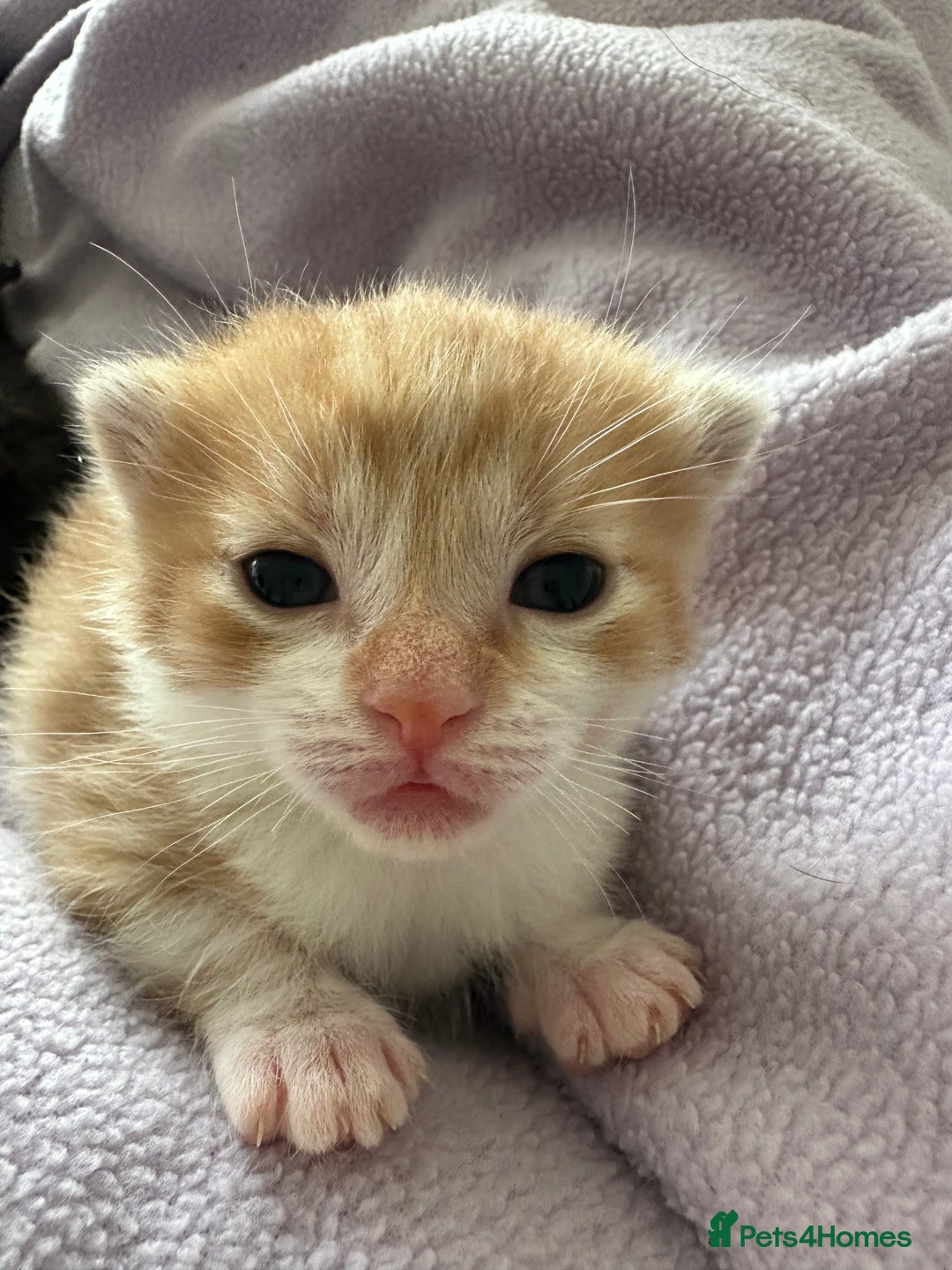 Domestic Shorthair cats for sale: 8 Beautiful kittens with stunning markings  - Image 11