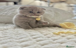 Scottish Fold cats for sale: Scottish fold - Image 13