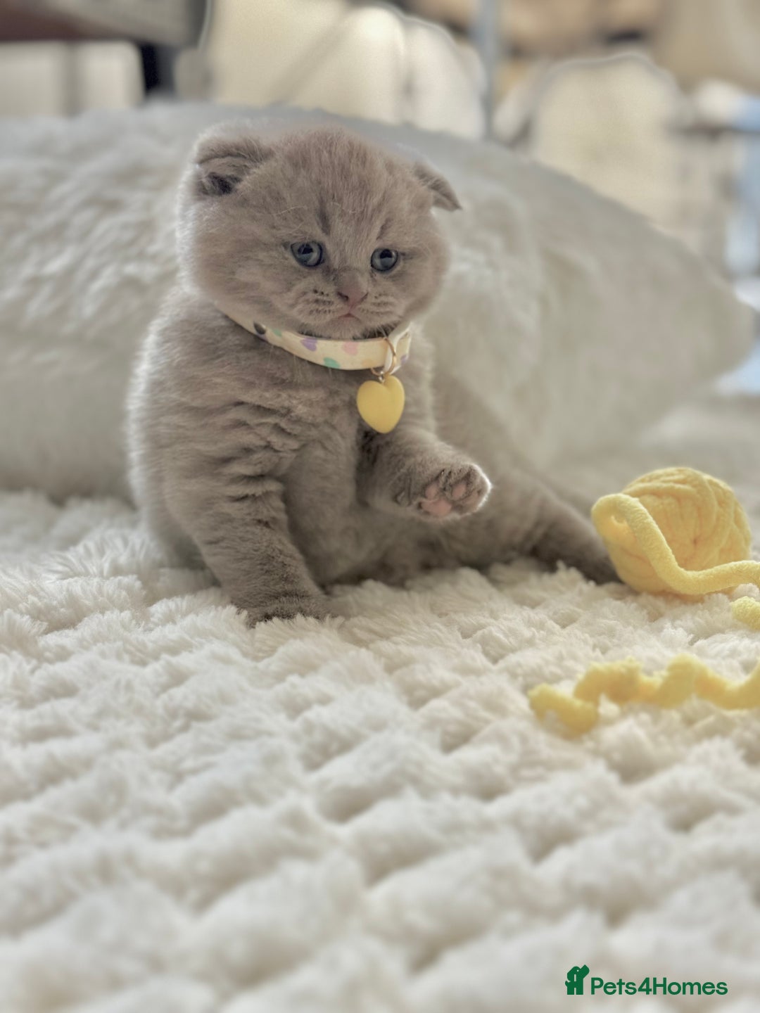 Scottish Fold cats for sale: Scottish fold - Image 13