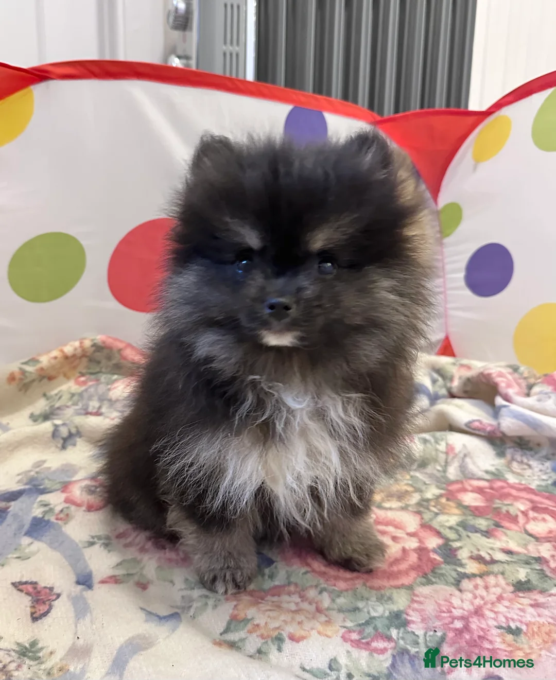 Pomeranian dogs for sale: Lovely Pomeranian puppies  - Advert 2