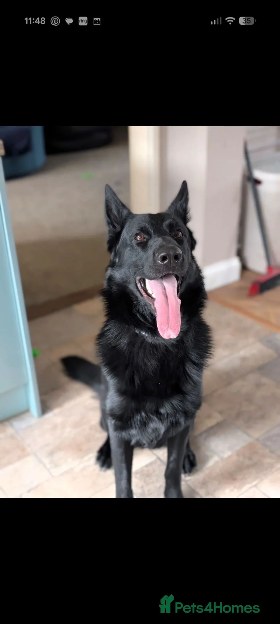 German Shepherd dogs for adoption: Black German shepherd  - Advert 2