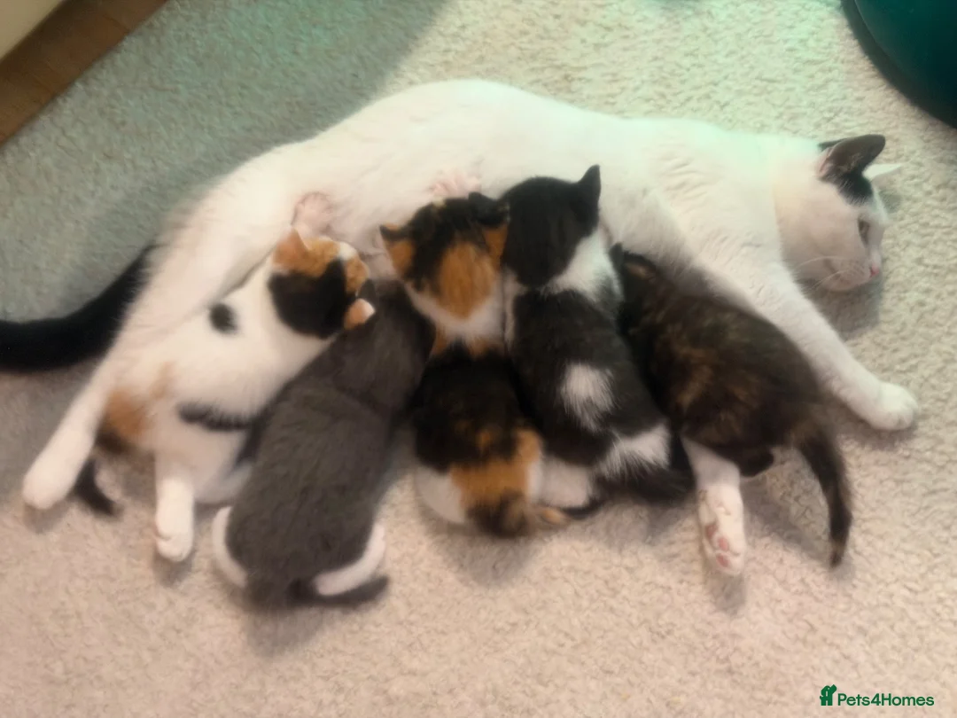 Mixed Breed cats for sale: 3 Beautiful kittens left (read description) 🌟 🐱  - Advert 1