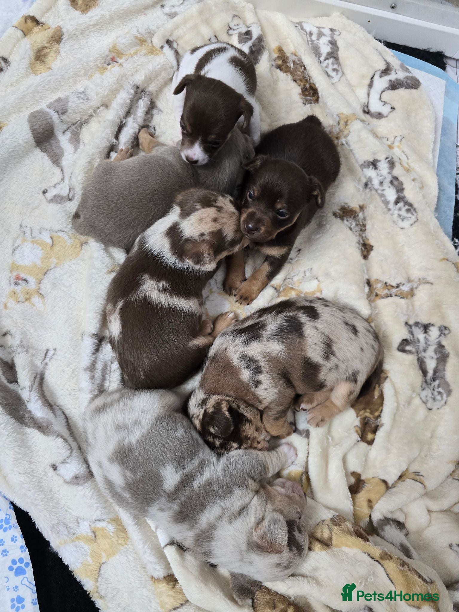 Jack Russell dogs Miniature jack Russell puppies  - Advert 1