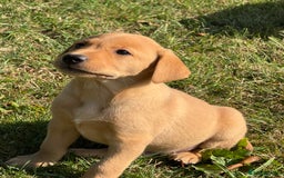 Labrador Retriever dogs for sale: Lovely KC Registered Labrador Puppies - Image 12