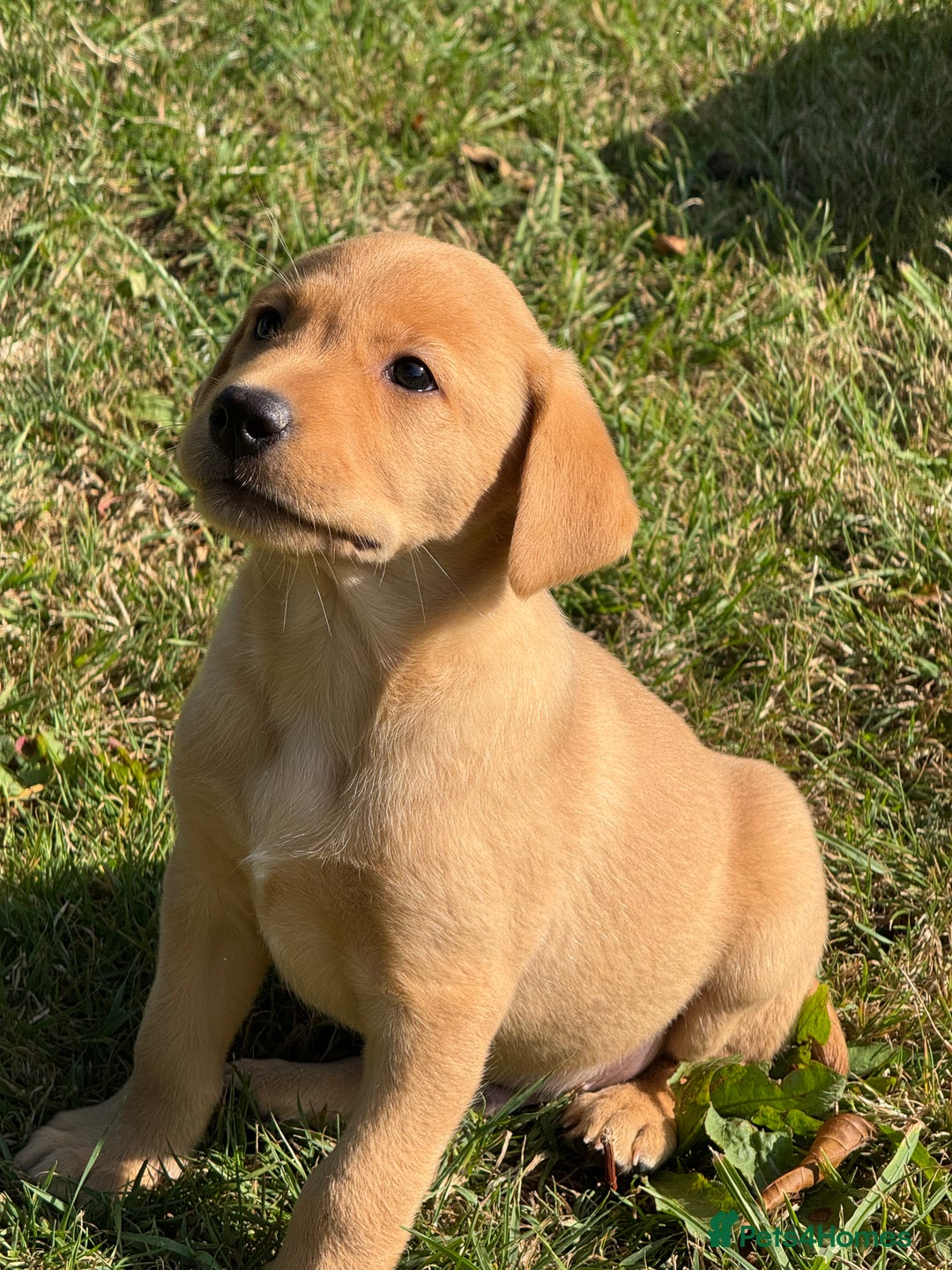 Labrador Retriever dogs for sale: Lovely KC Registered Labrador Puppies - Image 12