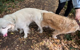 Golden Retriever dogs for sale: Golden retriever pups - Image 7