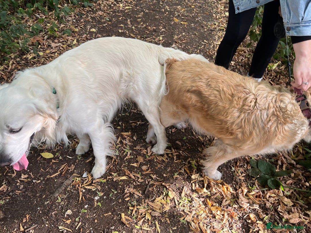 Golden Retriever dogs for sale: Golden retriever pups - Image 7