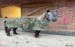 Appaloosa horses for sale: 4 yr old, project pony / lead rein  - Image 1