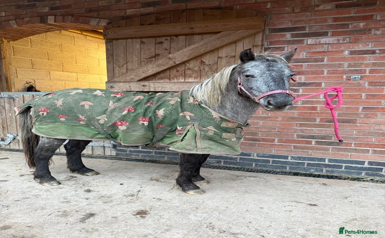 Appaloosa horses - Advert 1