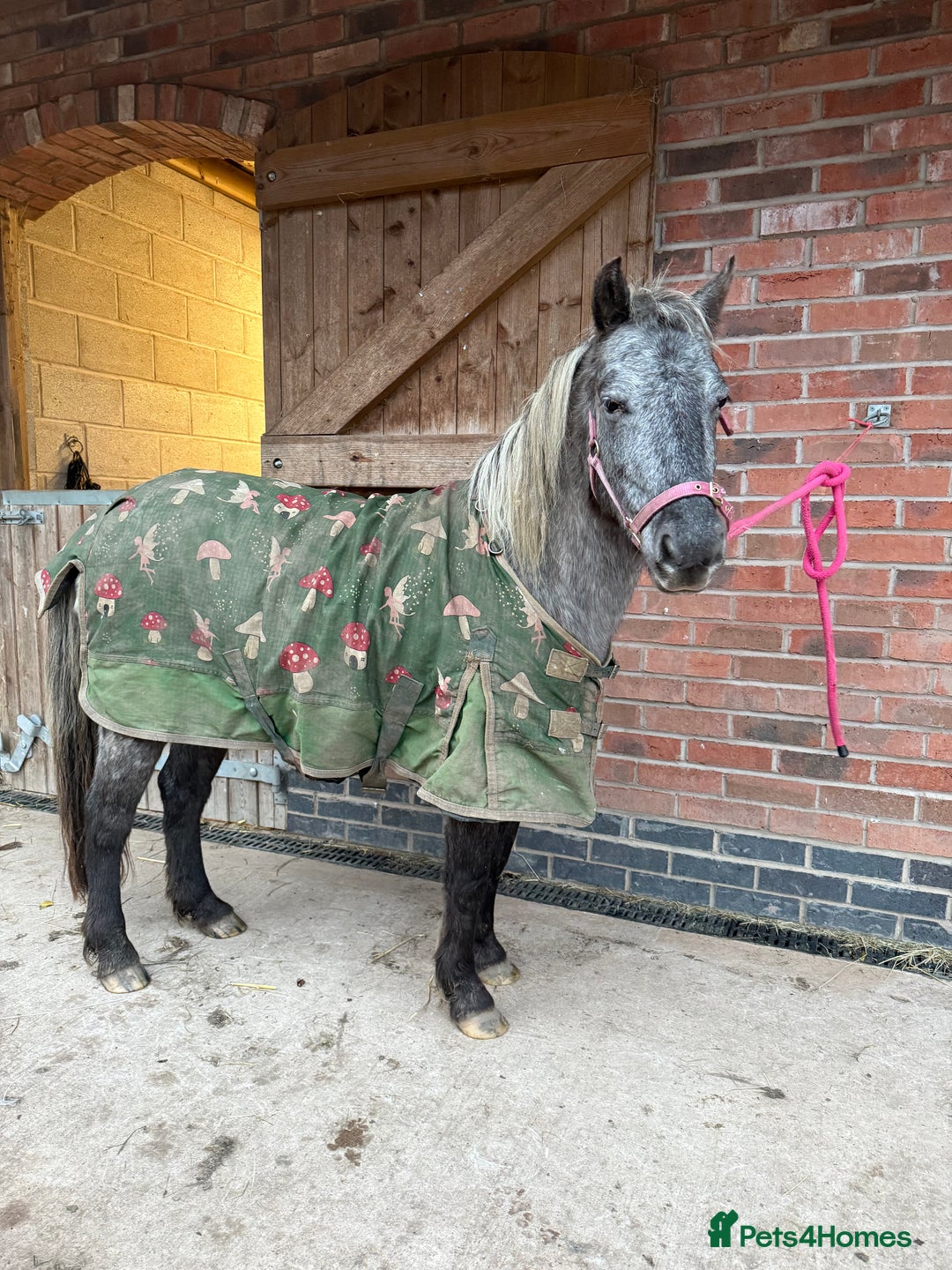 Appaloosa horses for sale: 4 yr old, project pony / lead rein  - Image 1