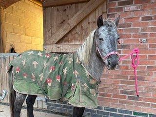 Appaloosa horses - Advert 2