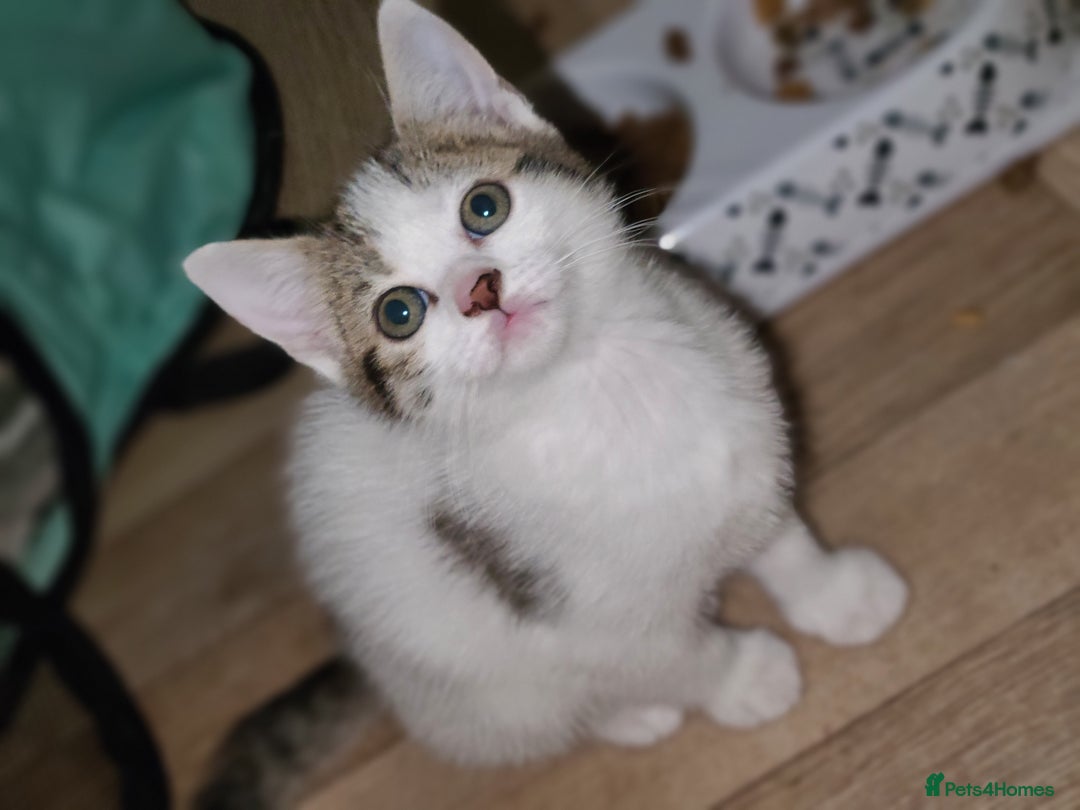 Mixed Breed cats for sale: 3 beautiful kittens - Advert 4