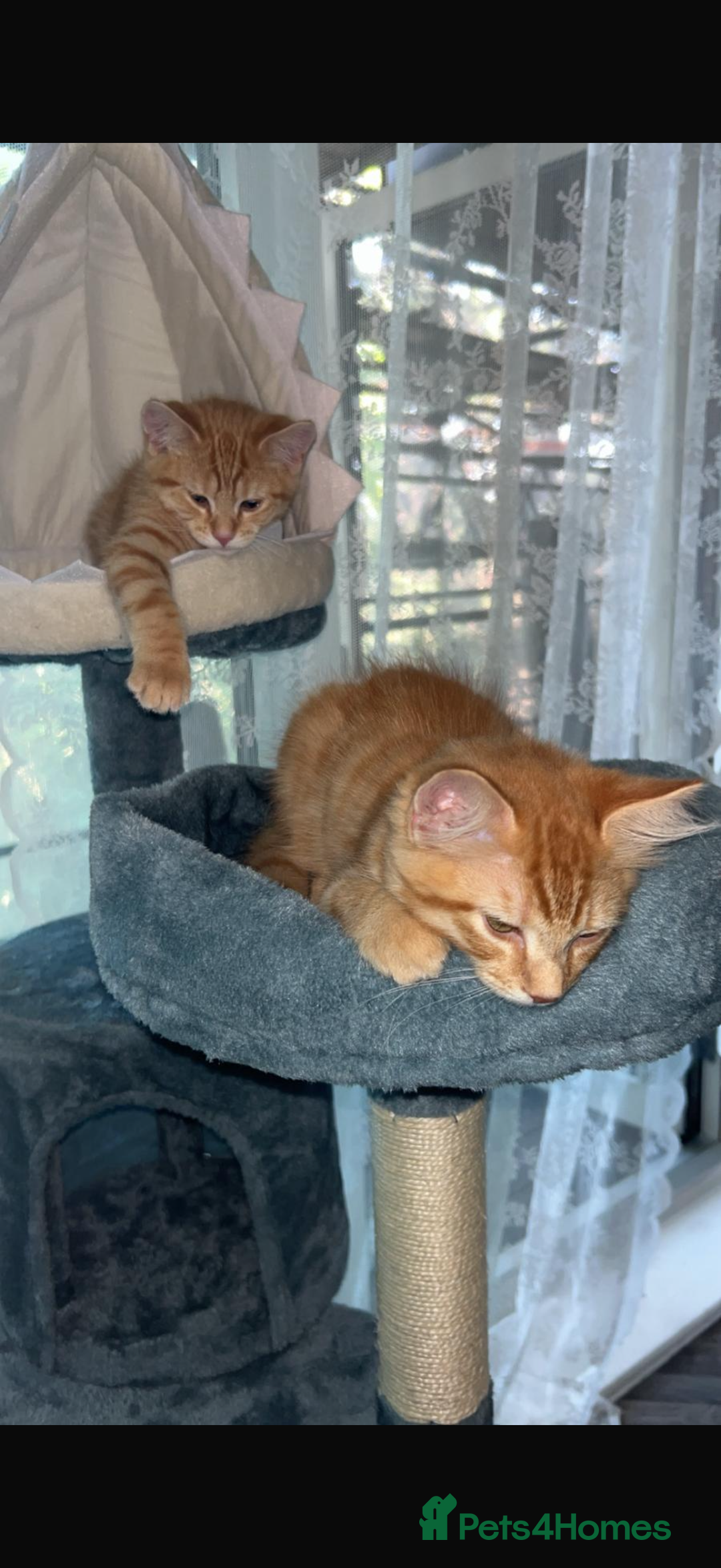 Ragdoll cats for sale: Two ginger brothers  - Image 1