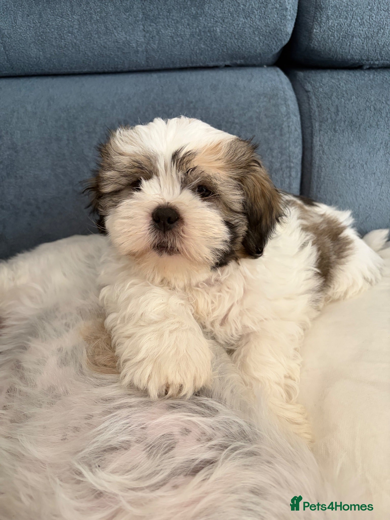 Shih Tzu dogs Ready now - Beautiful Shih Tzu puppies - Advert 15