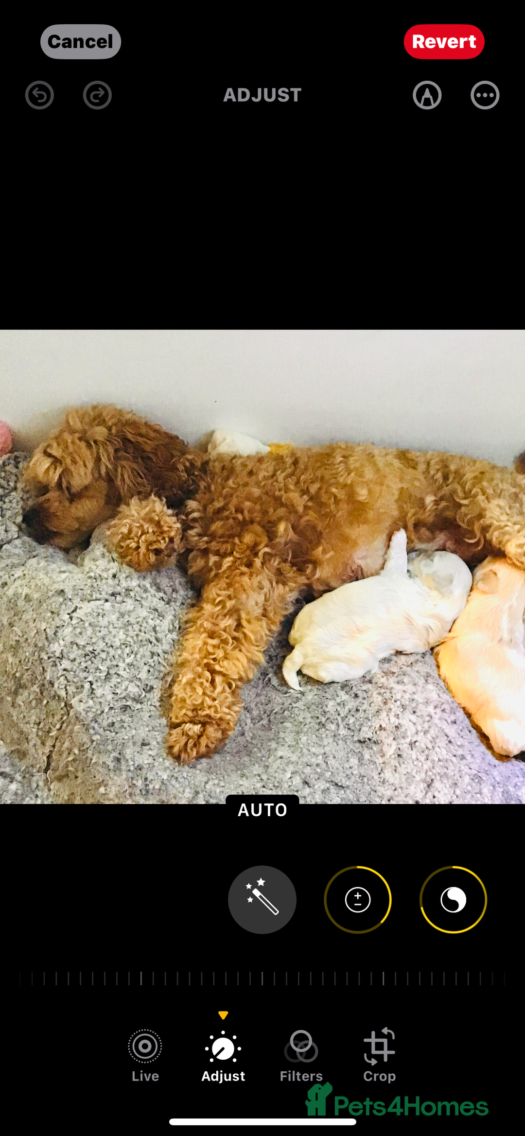 Maltipoo dogs for sale: TWO MINI MALTIPOO GIRLS ~ READY NOW  - Image 9
