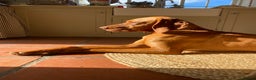 Hungarian Vizsla dogs for sale: Hungarian Vizsla  - Advert 18
