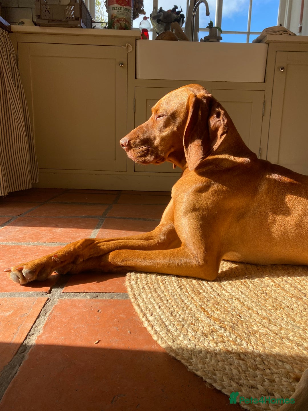 Hungarian Vizsla dogs for sale: Hungarian Vizsla  - Advert 18