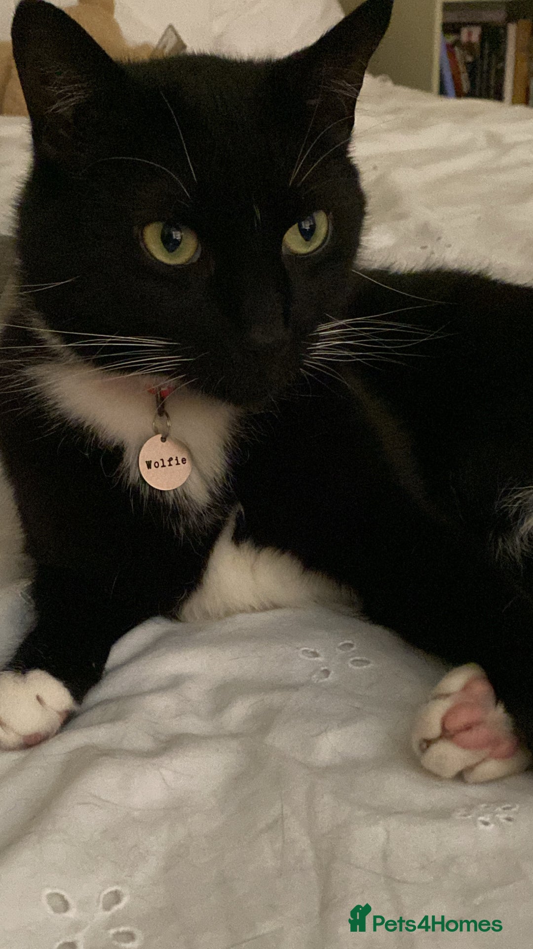 British Shorthair cats for sale: beautiful tuxedo cat - male  - Advert 4